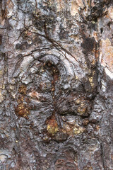close up of red pine tree bark texture. background