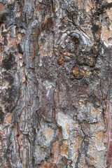 close up of red pine tree bark texture. background