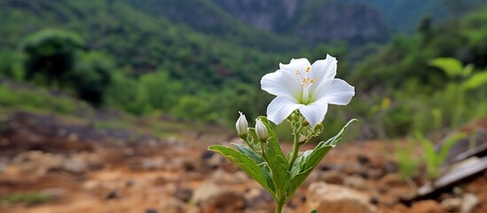 Portrait of the beauty of white flowers in remote mountains that are beautiful and fresh