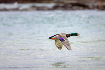 Obraz premium Graceful Flight: Majestic Mallard Duck Soaring Across River with Distinctive Call