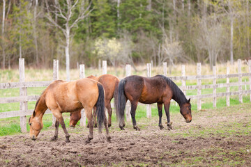 Equine Tranquility: Grazing Horses in Spring Field