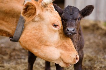 Tender Bond: Close up of a  Mother Cow Nuzzling her Newborn Calf