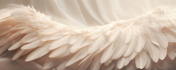 The image is a close-up of a pair of white angel wings.