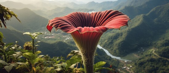 portrait of the other side of the amazing beauty of the corpse flower against the backdrop of a beautiful mountain valley