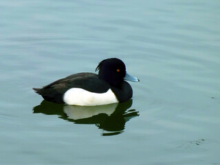 キンクロハジロ_02