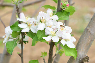 Fresh spring blossom of apple tree with green leaves, Flowering apple tree, Beautiful flowers of apple trees in spring, Spring background, flowering trees, Apple tree, flower, closeup