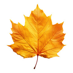 Obraz premium Autumn leaf .png