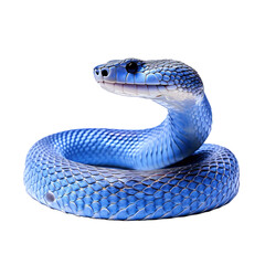 Obraz premium Blue viper snake .png