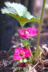 strawberry plant and pink flowers on the ground