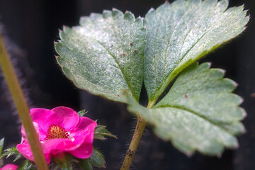 strawberry plant and pink flowers on the ground