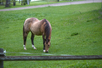 brown horse in a field eating