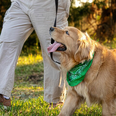  human walking golden retriever