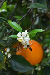 Blossoming orange tree, Valencia orange and orange blossoms, Spring harvest, closeup of Orange tree...