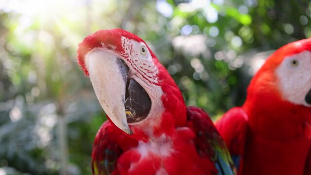 Red and white jungle macaw parrot with open beak friendly staring at camera.