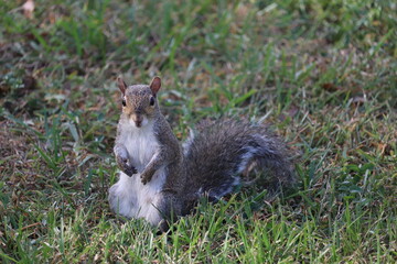 Squirreling around