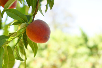 Fresh Ripe Peach fruits on a tree branch with leaves closeup, A bunch of ripe Peaches on a branch,...