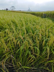 Jatiluwih, Bali Island : green rice field