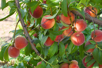Fresh Ripe Peach fruits on a tree branch with leaves closeup, A bunch of ripe Peaches on a branch, Ripe delicious fruit peaches on the tree, Ripe sweet peach fruits grow on a peach tree branch