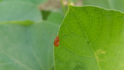 bug on leaf
