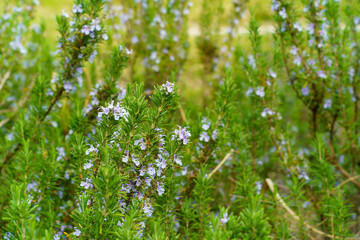 ナチュラルガーデン　ラベンダーブルー色の小花