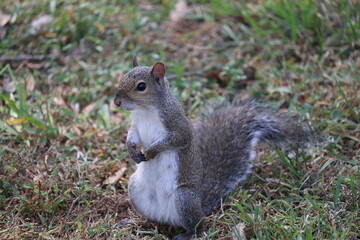 Squirreling around