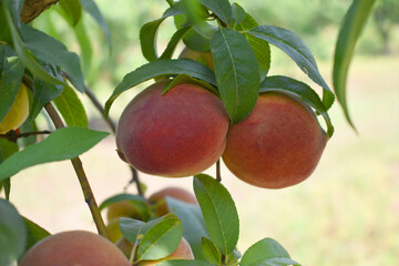 Fresh Ripe Peach fruits on a tree branch with leaves closeup, A bunch of ripe Peaches on a branch, Ripe delicious fruit peaches on the tree, Ripe sweet peach fruits grow on a peach tree branch