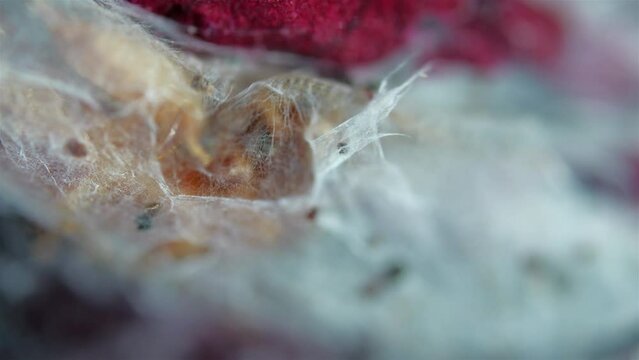 Insecta, colony, Oligotomidae, Embiidae, Embia savignyi, Embioptera, Polyneoptera, Neoptera, Arthropoda, Pterygota, soft body, predator, runs fast, silk, rotting plant remains, cannibalism, glands, co