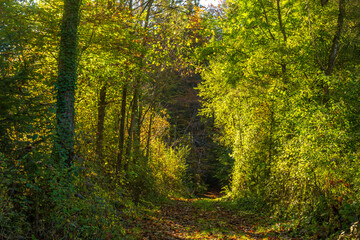 Fall or Autum in the Walgau Valley, State of Vorarlberg, Austria