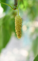 Fresh and organic mulberry fruits. Mulberry tree with ripe fruits in summer, Long mulberry on tree, Organic Delicious Long Mulberries in the garden closeup, Chakwal, Punjab, Pakistan