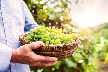 Man harvesting grapes