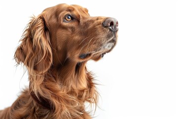 An Irish Setter with a regal posture, wearing a velvet collar, looking noble, isolated on a white background