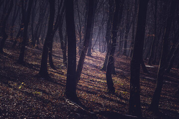 Misty morning in a dark autumn forest