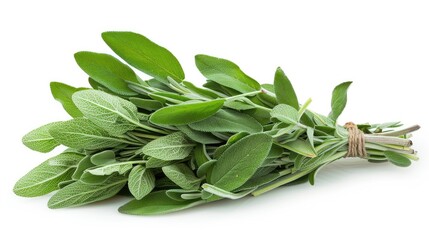 Fresh sage herb on white background with clipping path and complete depth of field