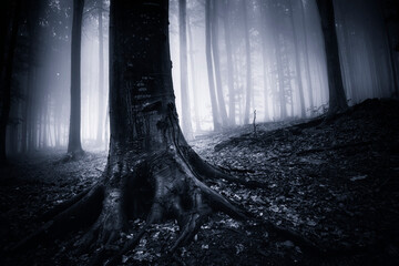 old tree with giant roots in dark forest with fog