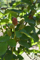 Natural food - fresh ripe and unripe blackberries in a garden. Bunch of ripe and unripe blackberry fruit on branch with green leaves on a farm. Close-up, blurred background. Chakwal, Punjab, Pakistan
