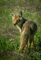 A coyote turns to look at the camera in springtime with a sexy, over-the-shoulder look.