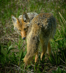 A coyote turns to look at the camera in springtime with a sexy, over-the-shoulder look.