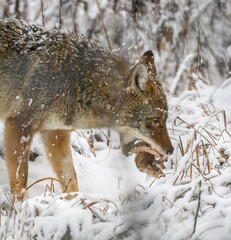 Coyote Hunts in the Wintertime in Illinois