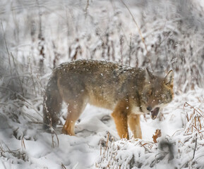 Coyote Hunts in the Wintertime in Illinois