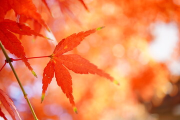 晴れた日のお散歩中に紅葉狩り
