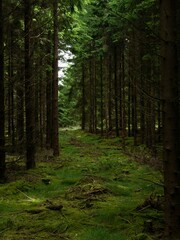 A scenic vertical view of a mysterious evergreen forest with tall trees