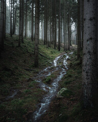 Serene woodland scene with flowing water cascading down a path