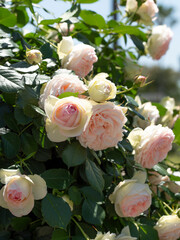 植物園に咲く美しい薔薇の花