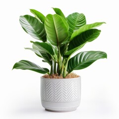 Zamioculcas plant in a pot isolated on white background, Ai Generated