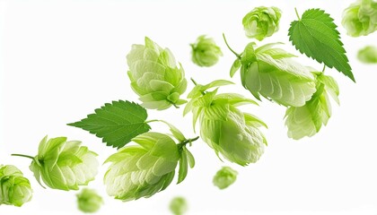 Fresh green hops plant falling in the air isolated