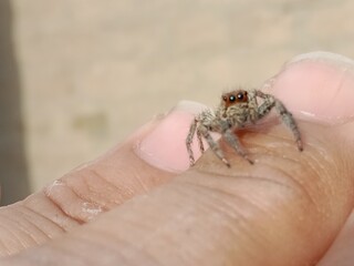 Obraz premium Salticidae or brown and hairy surface jumping spider.Salticidae body pattern