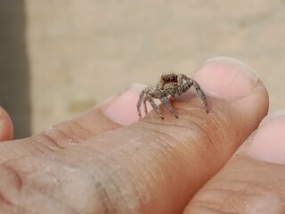 Obraz premium Salticidae or brown and hairy surface jumping spider.Salticidae body pattern