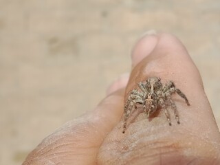 Obraz premium Salticidae or brown and hairy surface jumping spider.Salticidae body pattern