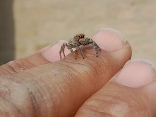 Salticidae or brown and hairy surface jumping spider.Salticidae body pattern