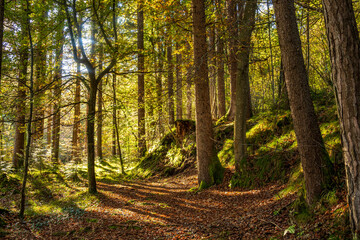 Fall or Autum in the Walgau Valley, State of Vorarlberg, Austria